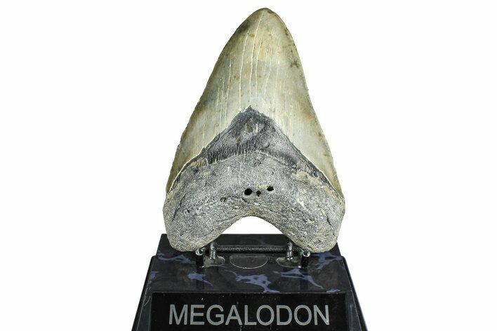 Fossil Megalodon Tooth - North Carolina #371652